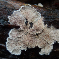 Dr. PATRICIA KAISHIAN on Queer Mycology /262