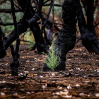 MAYA KHOSLA on What the Forest Holds [ENCORE]