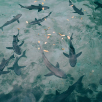 STEFANIE BRENDL on Being Humbled by Sharks /242