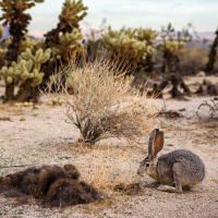 ENRIQUE SALMÓN on Moral Landscapes Amidst Changing Ecologies /225
