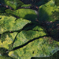 Dr. BAYO AKOMOLAFE on Coming Alive to Other Senses /300