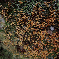 PETER McCOY on Fungi and the Birth of the Modern Psyche /37