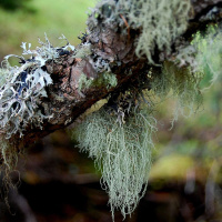 KERRY KNUDSEN on Lichen and Life after Capitalism [ENCORE] /258