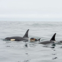 KURT RUSSO on the People Under the Sea ⌠ENCORE⌡ /127