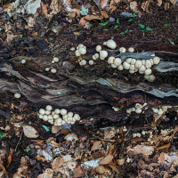 LIL MILAGRO HENRIQUEZ-CORNEJO on Climate Resilience Rooted in Ancestry /249