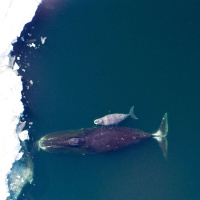 Dr. KATE STAFFORD on What the Whales Hear [ENCORE] /272