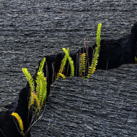 MARCELLA KROLL on the Magic of Neurodiverse Futurisms /263