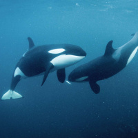 KURT RUSSO on the People Under the Sea⌠ENCORE⌡ /162