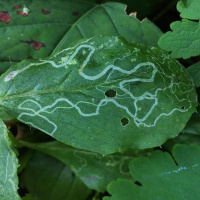 TUSHA YAKOVLEVA on the Invitation of Invasive Plants /307