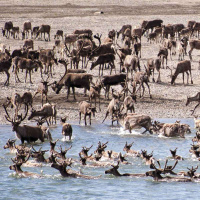 FAITH GEMMILL  PRINCESS LUCAJ on an Arctic Untouched by Oil [ENCORE] /196