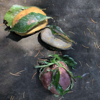 ANTONIA ESTELA PÉREZ on Uncovering Plant-Human Intimacy /305