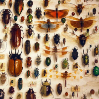 Dr. DAVID WAGNER on the Ever Indispensable Insect /114