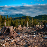 TOM WALDO on Fighting For Alaskas Ancient Rainforest /19