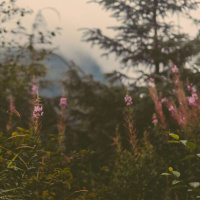 InTheField: WANDA KASHUDOHA CULP on Rooted Lifeways of the Tongass /148