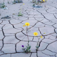 LYLA JUNE on Resistance and Forgiveness in the Final Years of Patriarchy /43