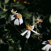 Dr. KIM TALLBEAR on Reviving Kinship and Sexual Abundance [ENCORE] /284