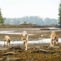 IAN McALLISTER on Ferocious Conservation for the Last Wild Wolves /77