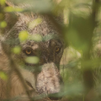 MIKE PHILLIPS on Gray Wolves and the Vitality of Death /152