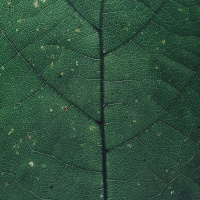 NKEM NDEFO on the Body as Compass /227