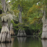 MONIQUE VERDIN  CHERRI FOYTLIN on the Gulf Coast’s Unsound Future /36