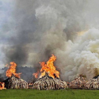 ANDREA CROSTA on the World of Wildlife Crime /113