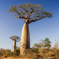 Dr. WILLIAM LAURANCE on the Uncertain Future of Giant Trees /103