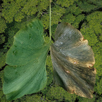 Dr. RUPA MARYA and RAJ PATEL on Deep Medicine /259