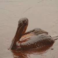 ANTONIA JUHASZ on the New Age of Big Oil /174