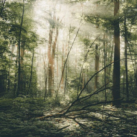 JUREK LUBINSKI on Protecting Europes Last Primeval Forest /74