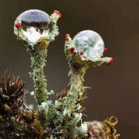 STEPHEN HARROD BUHNER on Plant Intelligence  The Imaginal Realm, Part 2 ⌠ENCORE⌡ /14