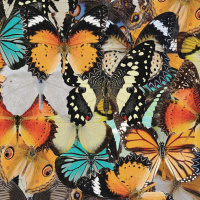 ANAYVETTE MARTINEZ on the Brilliance of the Radical Monarchs /195