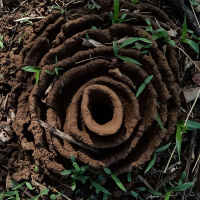 DR. VANDANA SHIVA on Diverse Expressions of a Living Earth /311