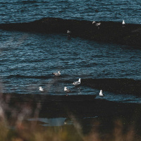 Stepping Into Wilder Form, 2025