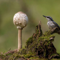 JAMES BRIDLE on Modes of Intelligence /343