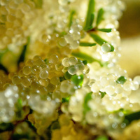 K’ASHEECHTLAA - LOUISE BRADY on Restoring the Sacred /230