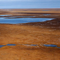 SUBHANKAR BANERJEE on Defending Arctic Alaska /105