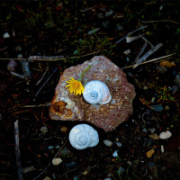 PRENTIS HEMPHILL on Choosing Belonging /244