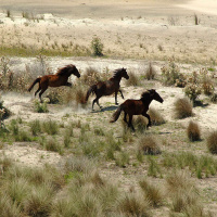 CAROL RUCKDESCHEL on Keeping Cumberland Island Wild /217