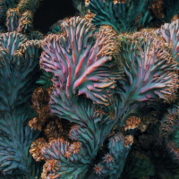 JANINE BENYUS on Redesigning Society Based on Nature ⌠ENCORE⌡ /71