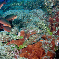 Dr. SYLVIA EARLE on the Fate of Marine Biodiversity /56
