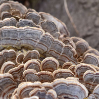 PETER McCOY on Fungi for Personal and Planetary Healing /38