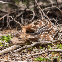 TIOKASIN GHOSTHORSE on the Power of Humility /237
