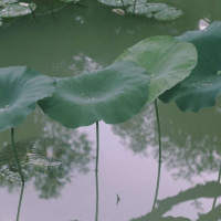 Dr. LARRY WARD on Healing the Colonial Mind /296