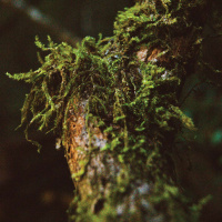 NALINI NADKARNI On Discovering Forest Canopy Microcosms /215 ⌠ENCORE⌡