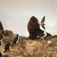 DIANA FRIEDRICH on The Beauty and Promise of Rewilding/ 339