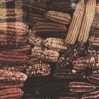 SEFRA ALEXANDRA on Seed Remembrance /142