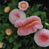 Dr. HELEN CALDICOTT on Nuclear Narcissism /203