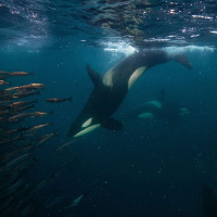 KURT RUSSO on the People Under the Sea [ENCORE] / 345