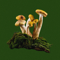 MERLIN SHELDRAKE on Embodied Entanglements / 365