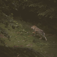 PETER MICHAEL BAUER on the Survival of the Wildest /24